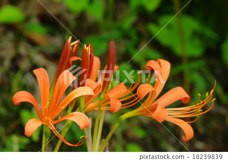 新鮮的狐狸conser 新鮮的狐狸conser 18239839