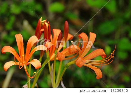 新鮮的狐狸conser 18239840