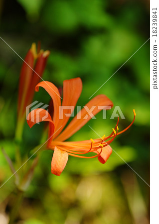 Fresh fox conser 18239841