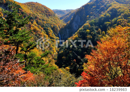 長野縣志賀高原高中秋葉 18239983
