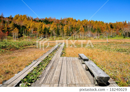 Shiga Takahara領域的秋葉在長野縣的秋天的原始的沼澤地 18240029