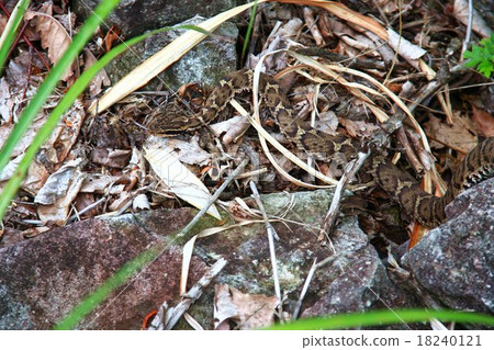 Japanese caddy horn 18240121