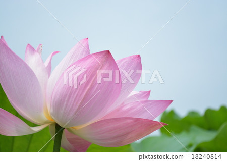 蓮花 蓮花 18240814