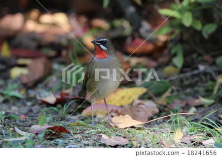 Nogoma male Nogoma male 18241656