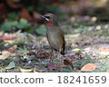 Nogoma male 18241659