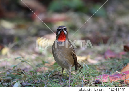 Nogoma male Nogoma male 18241661
