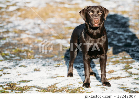 Beautiful Brown Dog Labrador Retriever Beautiful Brown Dog Labrador Retriever 18242007