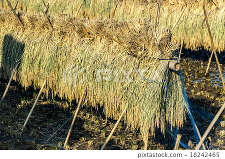 Rice rice harvest Autumn Autumn scenery Featuring autumn scenery of October Dry heaven sun drying harvest rice Dry rice 18242465