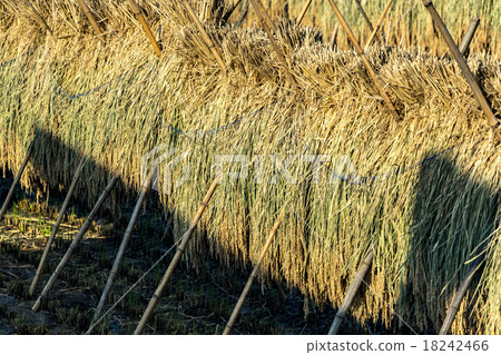 Rice rice harvest Autumn Autumn scenery Featuring autumn scenery of October Dry heaven sun drying harvest rice Dry rice 18242466