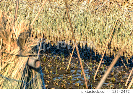 Rice rice harvest Autumn Autumn scenery Featuring autumn scenery of October Dry heaven sun drying harvest rice Dry rice 18242472