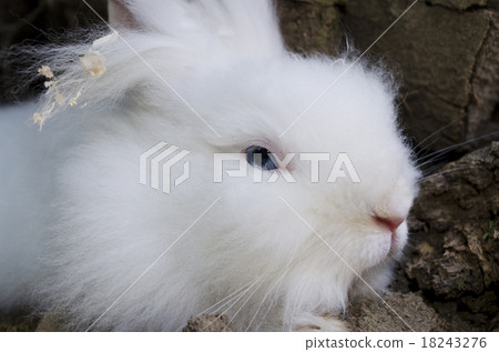 Cute white rabbit sitting on the ground 18243276