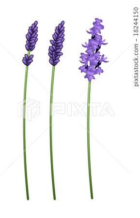 Three Beautiful Purple Lavender Flowers 18244150