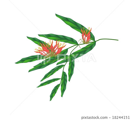 Blossoms and Leaves of Clinacanthus Nutans 18244151