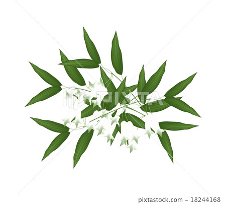 White Solomons Seal Flowers 18244168