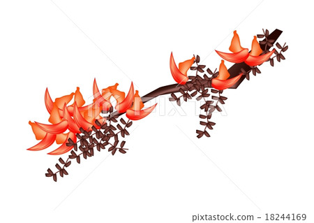 Bastard Teak Flowers or Butea Monosperma Flowers Bastard Teak Flowers or Butea Monosperma Flowers 18244169