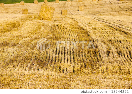 harvest company harvest company 18244231
