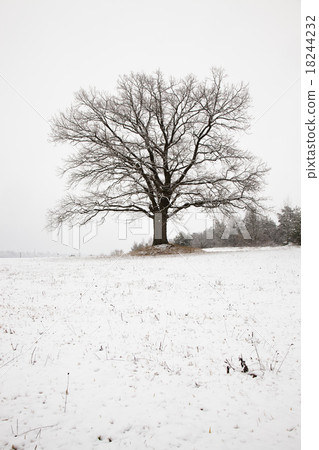 tree in winter tree in winter 18244232