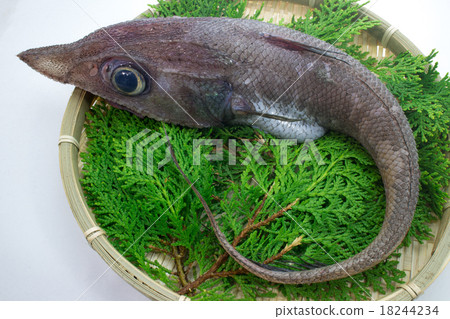 Deep sea fish Toojin Deep sea fish Toojin 18244234