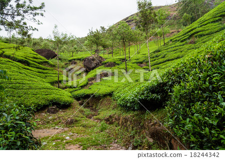 Tea plantations munnar india Tea plantations munnar india 18244342