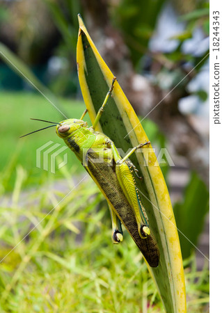 Grasshopper on a leaf Grasshopper on a leaf 18244343