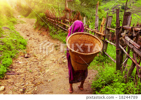 Nepalese woman with Wicker Basket Nepalese woman with Wicker Basket 18244789