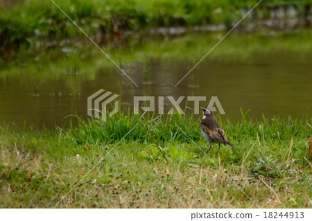 Thrush Thrush 18244913