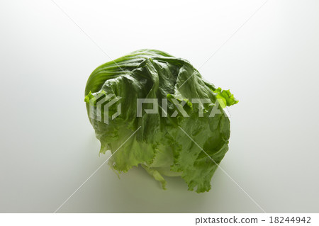 lettuce	 18244942