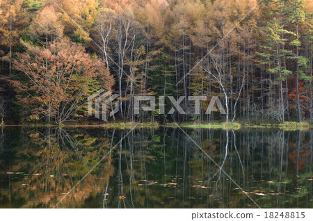 Akaike of autumn leaves 18248815