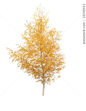 autumn birch autumn birch 18249431