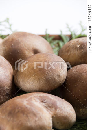 Shiitake Shiitake 18249532