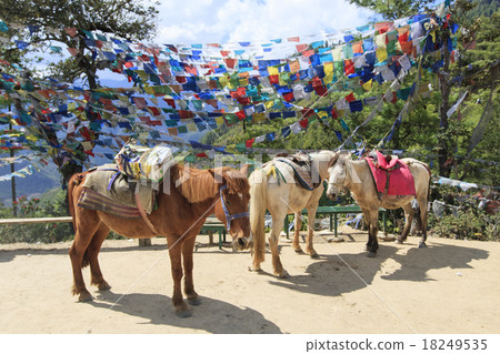 Bhutan, a horse walking way to the Taktzan monastery Bhutan, a horse walking way to the Taktzan monastery 18249535