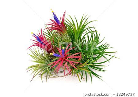 Tillandsia on white background. Tillandsia on white background. 18249737