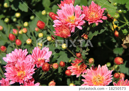 Chrysanthemum 18250573