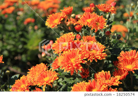 Chrysanthemum Chrysanthemum 18250574