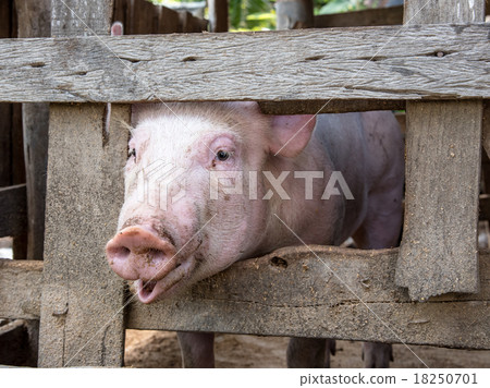 Young pig show his face out of the wood cage for food 18250701