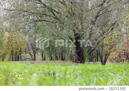 Park landscape lonely tree 18251392