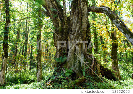 Large wig of Mt. Wakayama Yamagata Prefecture Large wig of Mt. Wakayama Yamagata Prefecture 18252063