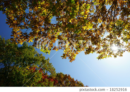 在秋天的光線 18252916