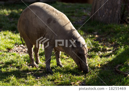 North Sulawesi babirusa 18255469
