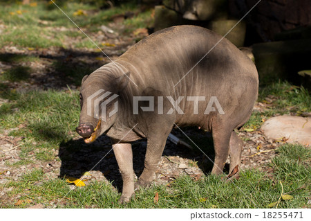North Sulawesi babirusa North Sulawesi babirusa 18255471