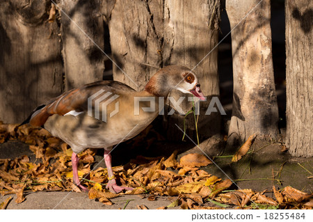 Egyptian Goose 18255484