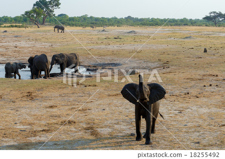 herd of African elephants drinking at waterhole herd of African elephants drinking at waterhole 18255492