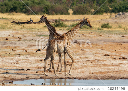 Giraffa camelopardalis drinking in national park Giraffa camelopardalis drinking in national park 18255496