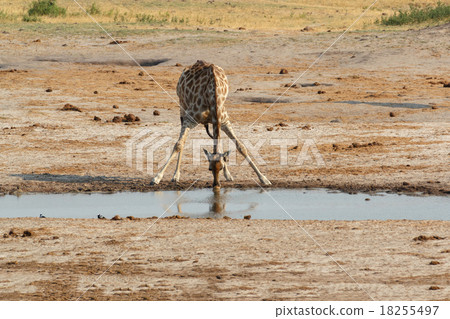 Giraffa camelopardalis drinking in national park 18255497