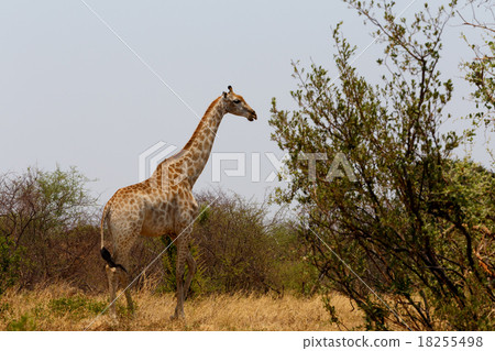 Giraffa camelopardalis in national park, Hwankee Giraffa camelopardalis in national park, Hwankee 18255498