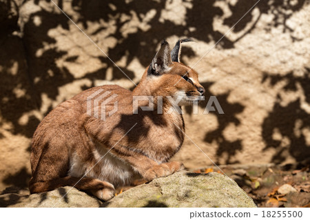 caracal (karakal) family in nature caracal (karakal) family in nature 18255500
