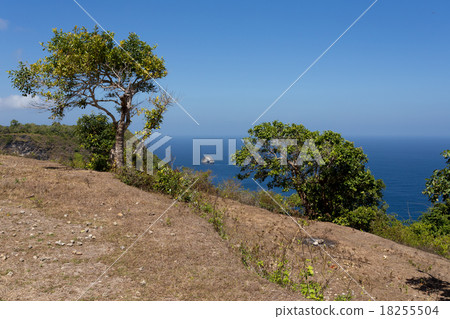 tree at Bali Manta Point Diving place at Penida 18255504