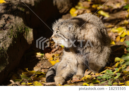 beautiful wild cat, Pallas's cat, Otocolobus manul beautiful wild cat, Pallas's cat, Otocolobus manul 18255505