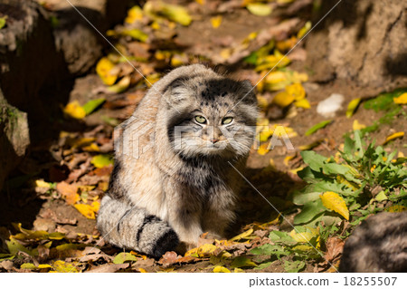 beautiful wild cat, Pallas's cat, Otocolobus manul beautiful wild cat, Pallas's cat, Otocolobus manul 18255507