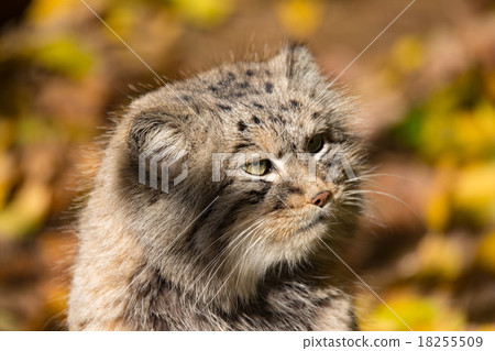 beautiful wild cat, Pallas's cat, Otocolobus manul beautiful wild cat, Pallas's cat, Otocolobus manul 18255509
